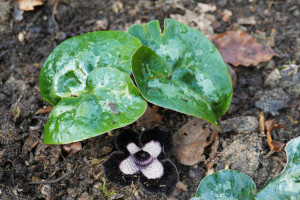 Asarum Delavayi (Giant)  